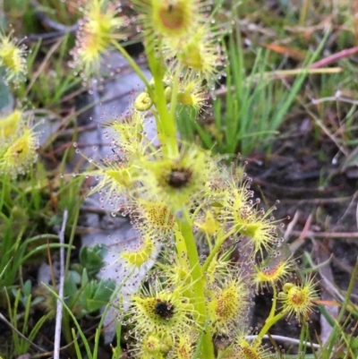 Drosera (genus) (A Sundew) at Symonston, ACT - 6 Sep 2020 by YellowButton