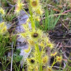 Drosera sp. (A Sundew) at Symonston, ACT - 5 Sep 2020 by YellowButton