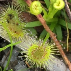 Drosera (genus) at Symonston, ACT - 6 Sep 2020 05:29 AM