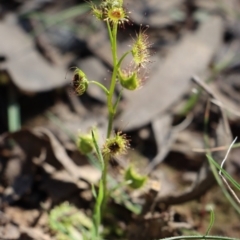 Drosera (genus) (A Sundew) at Gundaroo, NSW - 6 Sep 2020 by Gunyijan