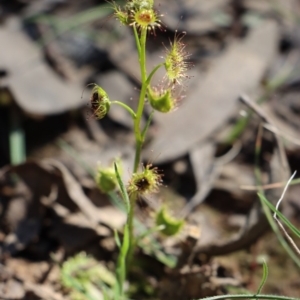 Drosera sp. at Gundaroo, NSW - 6 Sep 2020