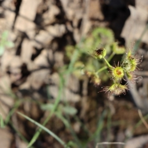 Drosera sp. at Gundaroo, NSW - 6 Sep 2020