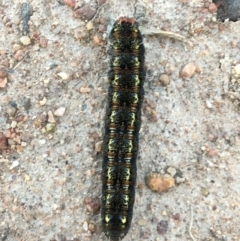 Apina callisto (Pasture Day Moth) at Callum Brae - 5 Sep 2020 by YellowButton