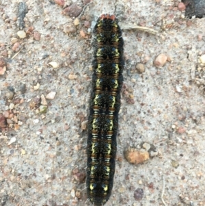 Apina callisto at Symonston, ACT - 6 Sep 2020