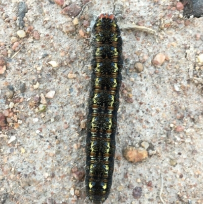 Apina callisto (Pasture Day Moth) at Symonston, ACT - 6 Sep 2020 by YellowButton