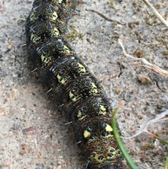 Apina callisto at Symonston, ACT - 6 Sep 2020