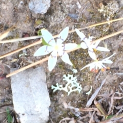 Wurmbea dioica subsp. dioica (Early Nancy) at Symonston, ACT - 6 Sep 2020 by YellowButton