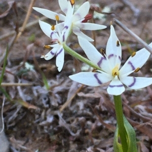 Wurmbea dioica subsp. dioica at Symonston, ACT - 6 Sep 2020