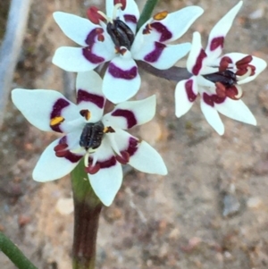 Wurmbea dioica subsp. dioica at Symonston, ACT - 6 Sep 2020