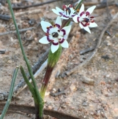 Wurmbea dioica subsp. dioica at Symonston, ACT - 6 Sep 2020