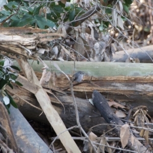 Petroica rosea at Morton, NSW - 4 Sep 2020