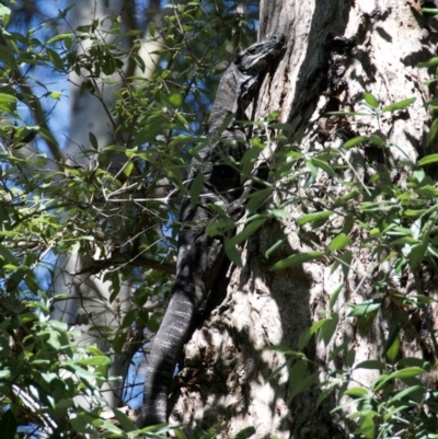 Varanus varius (Lace Monitor) at WI Private Property - 3 Sep 2020 by wendie