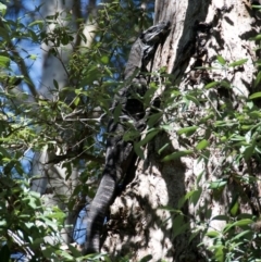 Varanus varius (Lace Monitor) at Morton, NSW - 2 Sep 2020 by wendie