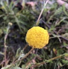 Craspedia variabilis (Common Billy Buttons) at Mount Majura - 6 Sep 2020 by Lisa.Jok