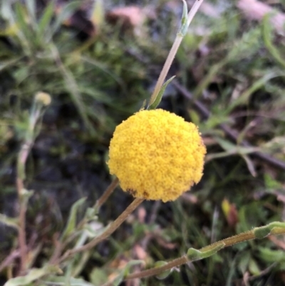 Craspedia variabilis (Common Billy Buttons) at Mount Majura - 6 Sep 2020 by Lisa.Jok