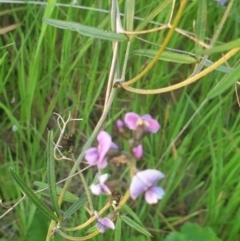 Glycine clandestina (Twining Glycine) at West Albury, NSW - 6 Sep 2020 by ClaireSee