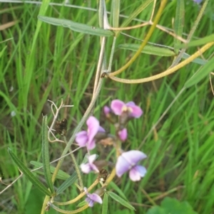 Glycine clandestina at West Albury, NSW - 6 Sep 2020 05:39 PM