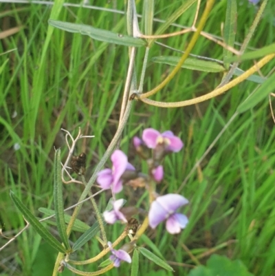 Glycine clandestina (Twining Glycine) at Monument Hill and Roper Street Corridor - 6 Sep 2020 by ClaireSee