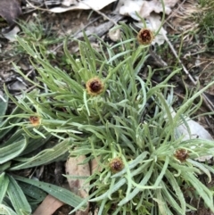 Leucochrysum albicans (Hoary Sunray) at Mount Majura - 6 Sep 2020 by Lisa.Jok