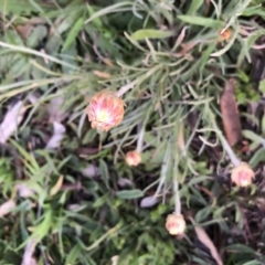 Leucochrysum albicans at Watson, ACT - 6 Sep 2020