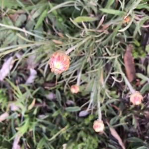 Leucochrysum albicans at Watson, ACT - 6 Sep 2020