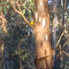 Falcunculus frontatus (Eastern Shrike-tit) at Wonga Wetlands - 5 Sep 2020 by RosieS