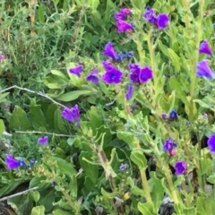 Echium plantagineum (Paterson's Curse) at Symonston, ACT - 6 Sep 2020 by YellowButton