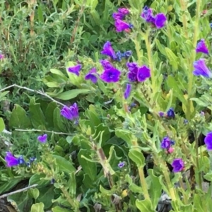 Echium plantagineum at Symonston, ACT - 6 Sep 2020