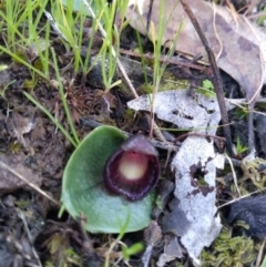 Corysanthes incurva (Slaty Helmet Orchid) at Nail Can Hill - 30 Aug 2020 by RosieS