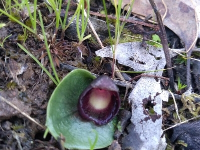 Corysanthes incurva (Slaty Helmet Orchid) by RosieS