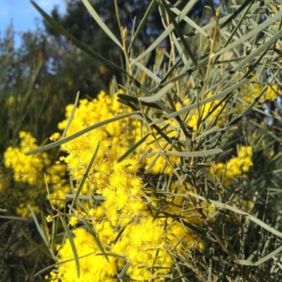 Acacia boormanii (Snowy River Wattle) at Albury - 30 Aug 2020 by RosieS