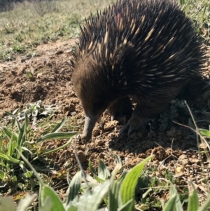 Tachyglossus aculeatus at Throsby, ACT - 6 Sep 2020 11:48 AM