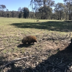 Tachyglossus aculeatus (Short-beaked Echidna) at Mulligans Flat - 6 Sep 2020 by annamacdonald