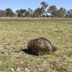 Tachyglossus aculeatus (Short-beaked Echidna) at Forde, ACT - 6 Sep 2020 by annamacdonald