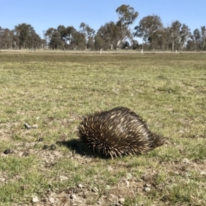 Tachyglossus aculeatus at Forde, ACT - 6 Sep 2020