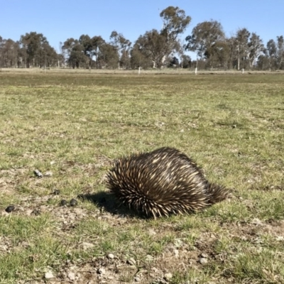 Tachyglossus aculeatus (Short-beaked Echidna) at Forde, ACT - 6 Sep 2020 by annamacdonald