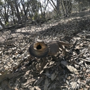 Pogona barbata at Forde, ACT - suppressed