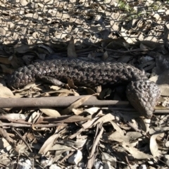 Tiliqua rugosa (Shingleback Lizard) at Forde, ACT - 6 Sep 2020 by annamacdonald