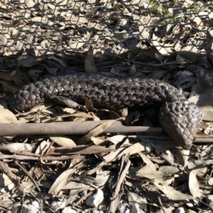 Tiliqua rugosa at Forde, ACT - 6 Sep 2020 02:58 PM