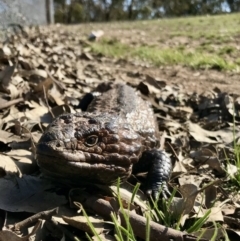 Tiliqua rugosa (Shingleback Lizard) at Mulligans Flat - 6 Sep 2020 by annamacdonald