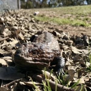 Tiliqua rugosa at Forde, ACT - 6 Sep 2020 02:32 PM