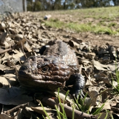 Tiliqua rugosa (Shingleback Lizard) at Forde, ACT - 6 Sep 2020 by annamacdonald