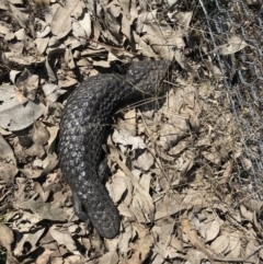 Tiliqua rugosa (Shingleback Lizard) at Forde, ACT - 6 Sep 2020 by annamacdonald