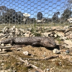 Tiliqua rugosa (Shingleback Lizard) at Mulligans Flat - 6 Sep 2020 by annamacdonald