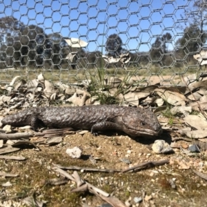 Tiliqua rugosa at Forde, ACT - 6 Sep 2020