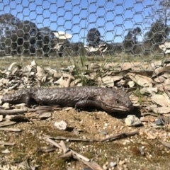 Tiliqua rugosa (Shingleback Lizard) at Forde, ACT - 6 Sep 2020 by annamacdonald