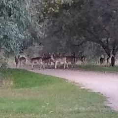 Dama dama (Fallow Deer) at Wonga Wetlands - 5 Sep 2020 by RosieS