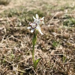 Wurmbea dioica subsp. dioica (Early Nancy) at Mulligans Flat - 6 Sep 2020 by annamacdonald