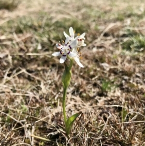 Wurmbea dioica subsp. dioica at Forde, ACT - 6 Sep 2020