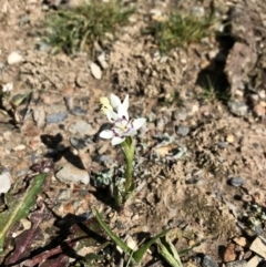 Wurmbea dioica subsp. dioica (Early Nancy) at Mulligans Flat - 6 Sep 2020 by annamacdonald